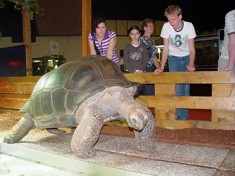 VIVARIUM Seychellen-Riesenschildkröte.JPG